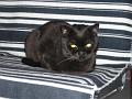 Katten (4)